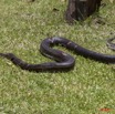 038 Reptilia Squamata Boidae Serpent 45 Python sebae 11E5K2IMG_69282wtmk.jpg