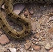 042 Reptilia Squamata Viperidae Serpent 47 Causus maculatus Digestion 12E5K2IMG_76655wtmk.jpg