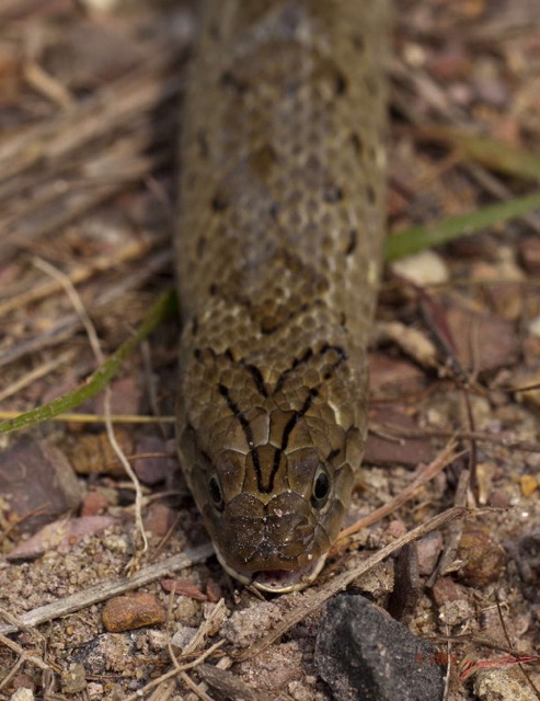 043 Reptilia Squamata Viperidae Serpent 47 Causus maculatus Digestion 12E5K2IMG_76664awtmk.jpg