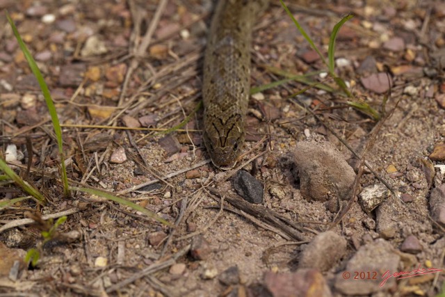 044 Reptilia Squamata Viperidae Serpent 47 Causus maculatus Digestion 12E5K2IMG_76664wtmk.jpg