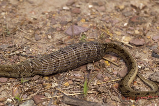 046 Reptilia Squamata Viperidae Serpent 47 Causus maculatus Digestion 12E5K2IMG_76667wtmk.jpg