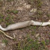 049 Reptilia Squamata Viperidae Serpent 47 Causus maculatus Digestion 12E5K2IMG_76648wtmk.jpg