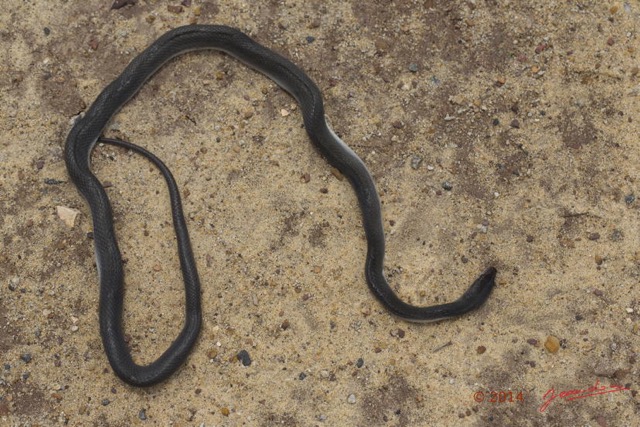053 Reptilia Squamata Colubridae Serpent 49 Boaedon (Lamprophis) Fuliginosus 14E5K3IMG_96065wtmk.jpg