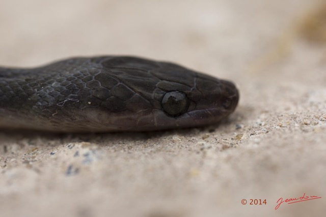 059 Reptilia Squamata Colubridae Serpent 49 Boaedon (Lamprophis) Fuliginosus 14E5K3IMG_96089wtmk.jpg