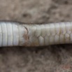 060 Reptilia Squamata Colubridae Serpent 49 Boaedon (Lamprophis) Fuliginosus 14E5K3IMG_96092wtmk.jpg