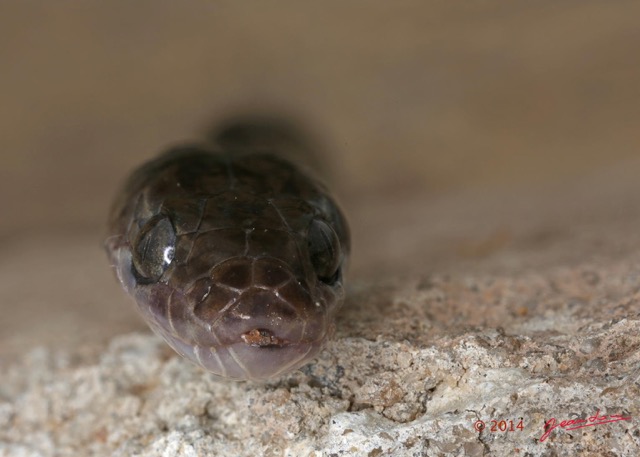 061 Reptilia Squamata Colubridae Serpent 49 Boaedon (Lamprophis) Fuliginosus 14E5K3IMG_96100 PdCwtmk.jpg