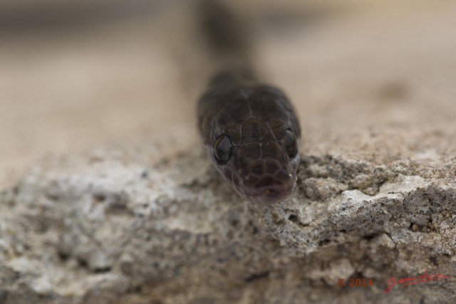 063 Reptilia Squamata Colubridae Serpent 49 Boaedon (Lamprophis) Fuliginosus 14E5K3IMG_96116wtmk.jpg