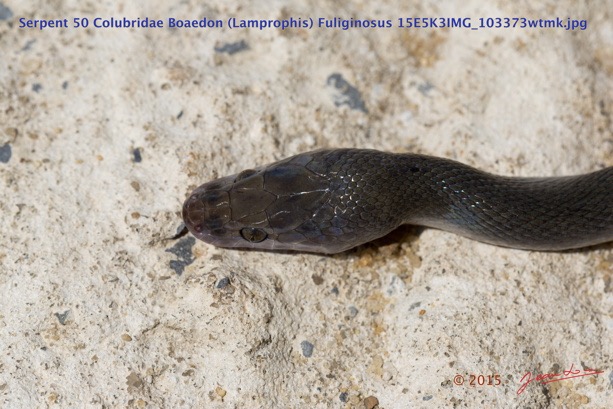 067 Reptilia Squamata Colubridae Serpent 50 Boaedon (Lamprophis) Fuliginosus 15E5K3IMG_103373wtmk.jpg