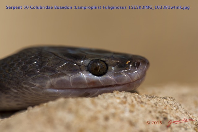 068 Reptilia Squamata Colubridae Serpent 50 Boaedon (Lamprophis) Fuliginosus 15E5K3IMG_103381wtmk.jpg