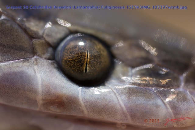 069 Reptilia Squamata Colubridae Serpent 50 Boaedon (Lamprophis) Fuliginosus 15E5K3IMG_103397wtmk.jpg