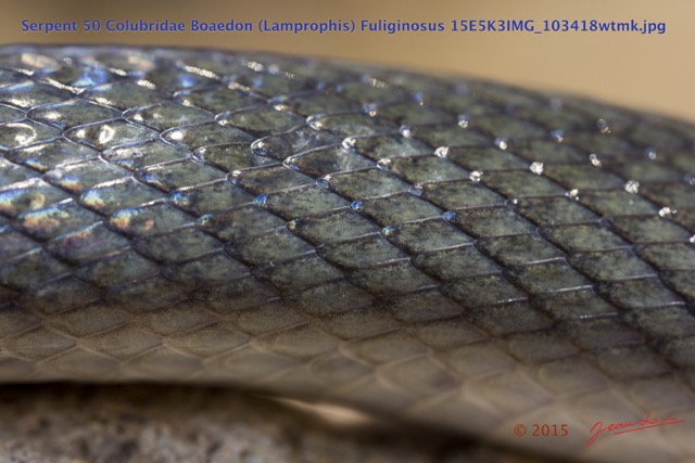 072 Reptilia Squamata Colubridae Serpent 50 Boaedon (Lamprophis) Fuliginosus 15E5K3IMG_103418wtmk.jpg