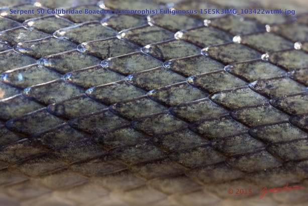 073 Reptilia Squamata Colubridae Serpent 50 Boaedon (Lamprophis) Fuliginosus 15E5K3IMG_103422wtmk.jpg