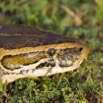 074 Reptilia Squamata Boidae Python sebae Franceville 16E5K3IMG_119626wtmk.jpg