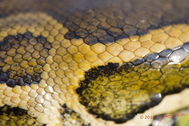 082 Reptilia Squamata Boidae Python sebae Franceville 16E5K3IMG_119639wtmk.jpg