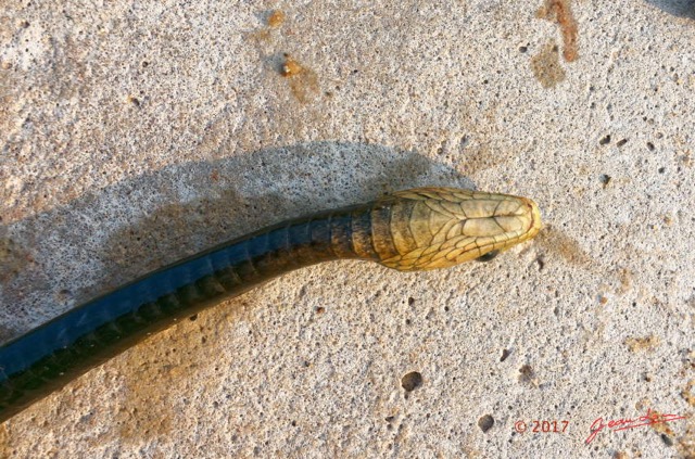 099 Serpent 31 Reptilia Squamata Colubridae Thrasops flavigularis Franceville 17RX104DSC_101645_DxOawtmk.jpg