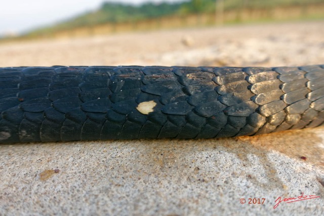 104 Serpent 31 Reptilia Squamata Colubridae Thrasops flavigularis Franceville 17RX104DSC_101657_DxOwtmk.jpg