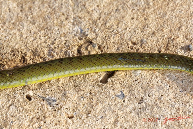 107 Serpent 32 Reptilia Squamata Colubridae Philothamnus carinatus Franceville 17E5K3IMG_123843_DxOwtmk.jpg