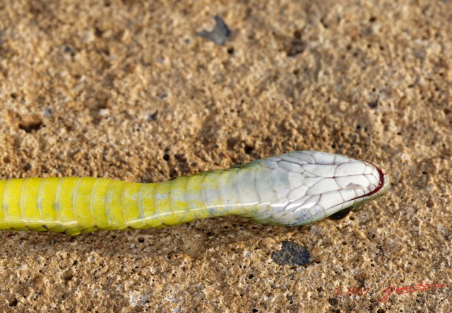 109 Serpent 32 Reptilia Squamata Colubridae Philothamnus carinatus Franceville 17E5K3IMG_123848_DxOwtmk.jpg
