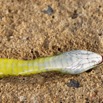 109 Serpent 32 Reptilia Squamata Colubridae Philothamnus carinatus Franceville 17E5K3IMG_123848_DxOwtmk.jpg