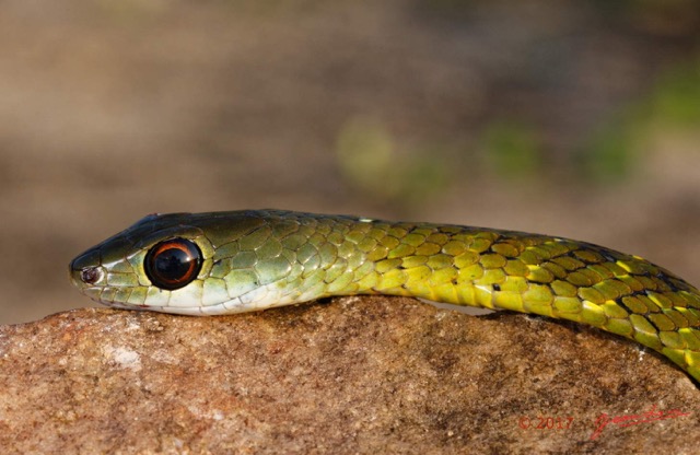 114 Serpent 32 Reptilia Squamata Colubridae Philothamnus carinatus Franceville 17E5K3IMG_123860_DxOawtmk.jpg
