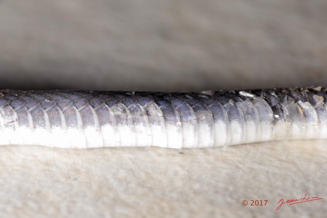 122 Serpent 33 Reptilia Squamata Colubridae Natriciteres olivacea 17E5K3IMG_123897wtmk.jpg