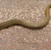 123 Serpent 34 Reptilia Squamata Colubridae Psammophis mossambicus 17RX104DSC_101951_DxOwtmk.jpg