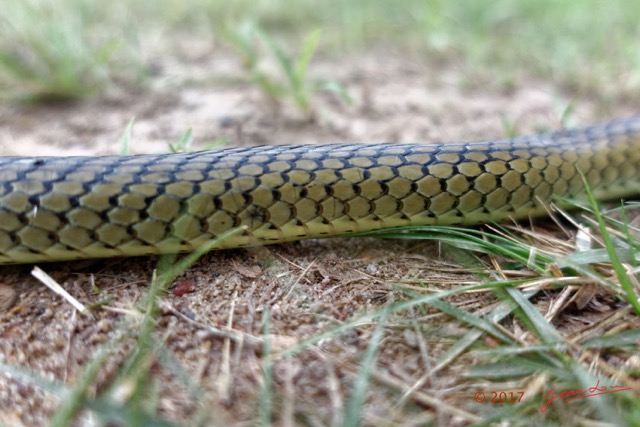129 Serpent 35 Reptilia Squamata Colubridae Psammophis phillipsii 17RX104DSC_102025_DxOawtmk.jpg