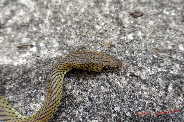 133 Serpent 35 Reptilia Squamata Colubridae Psammophis phillipsii 17RX104DSC_102034_DxOwtmk.jpg
