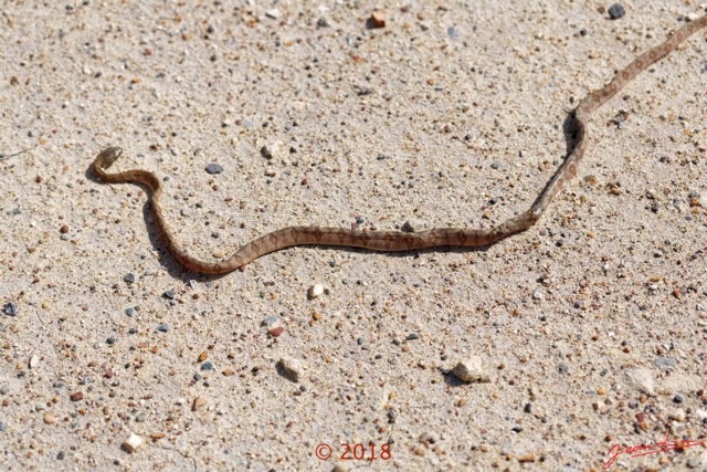 135 Serpent 36 Reptilia Squamata Colubridae Toxicodryas pulverulenta 18E5K3IMG_180222126314_DxOwtmk.jpg