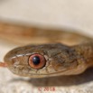 137 Serpent 36 Reptilia Squamata Colubridae Toxicodryas pulverulenta 18E5K3IMG_180222126317_DxOwtmk.jpg