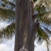 082 Arbre Eucalyptus deglupta 10E5K2IMG_64139wtmk.jpg