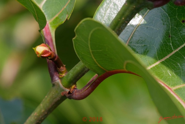 052 Arbuste Gentianales Rubiaceae Nauclea latifolia - Sarcocephalus latifolius Franceville 17E5K3IMG_171213126180_DxOwtmk.jpg