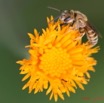 050 Fleur et abeille IMG_1607wtmk.JPG