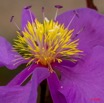 059 Fleur Violette 8E2IMG_30081wtmk.jpg