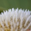 059 Arbuste Nauclea latifolia Fleur 11E5K2IMG_66173wtmk.jpg