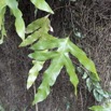 037 Libreville Fougere Polypodiaceae Phymatosorus scolopendria 15RX103DSC_101058wtmk.jpg
