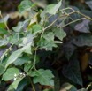 0017 Franceville Plante Magnoliopsida Solanales Solanaceae Solanum torvum Feuille 17E5K3IMG_124987_DxOwtmk.jpg