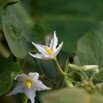 0021 Franceville Plante Magnoliopsida Solanales Solanaceae Solanum torvum Fleur 17E5K3IMG_124994_DxOwtmk.jpg