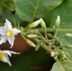 0023 Franceville Plante Magnoliopsida Solanales Solanaceae Solanum torvum Fleur 17E5K3IMG_124996_DxOwtmk.jpg