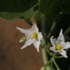 0025 Franceville Plante Magnoliopsida Solanales Solanaceae Solanum torvum Fleur 17E5K3IMG_125012wtmk.jpg