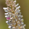 0048 Plante 009 Magnoliopsida Fabales Fabaceae Uraria picta Franceville 18E50IMG_180512133152_DxOwtmk 150k.jpg