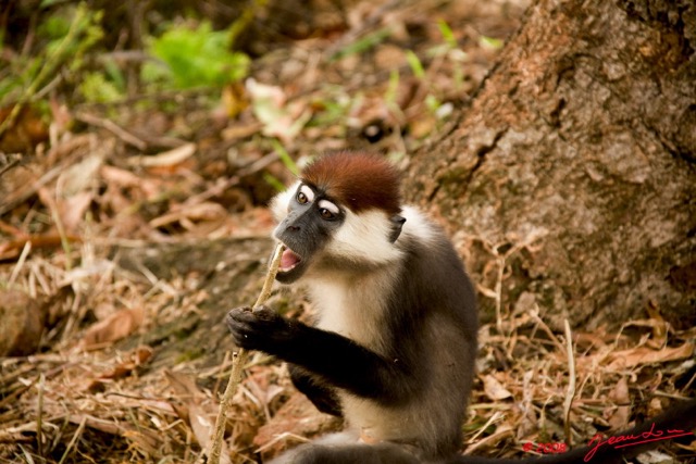 018 MAYUMBA Singe Cercocebus Torquatus 8EIMG_22970wtmk.jpg