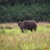 005 GAMBA Elephants a Yenzi E7IMG_0381WTMK.JPG