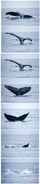 067 Baleines Serie 4wtmk.jpg