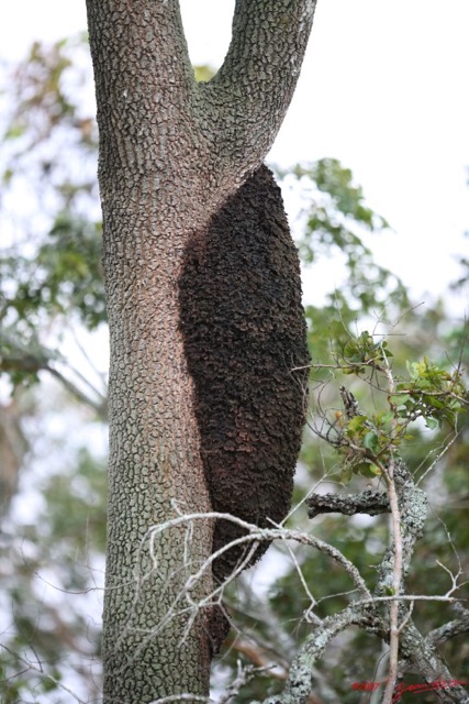 016 Canyon Blanc Fourmiliere IMG_3584wtmk.jpg