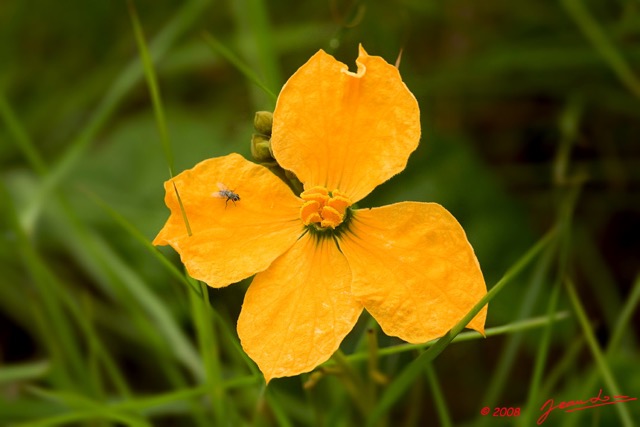 027 Canyon Rouge Fleur 8EIMG_25069wtmk.jpg