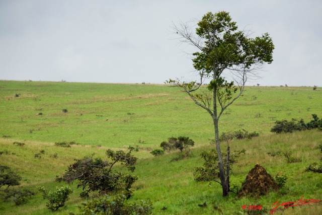 037 Canyon Rouge Savane et Termitiere 8EIMG_25026wtmk.jpg
