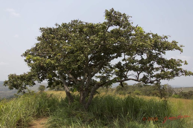 058 CANYON ROUGE 4 Arbre Fabales Fabaceae Dialium englerianum 16E5K3IMG_119113wtmk.jpg