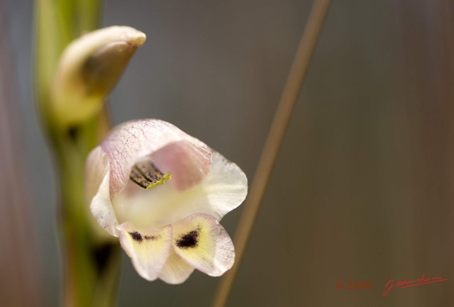 071 CANYON ROUGE 4 Plante Asparagales Iridaceae Gladiolus gregarius 16E5K3IMG_119127awtmk.jpg