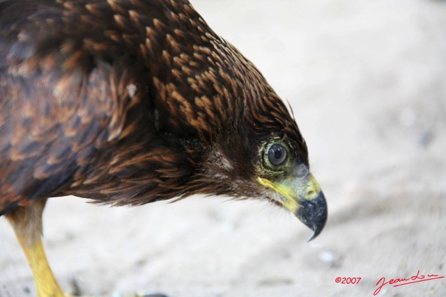 035 Canyon Vert Oiseau Pygargue Vocifere Haliaeetus vocifer Juvenile IMG_4808WTMK.JPG